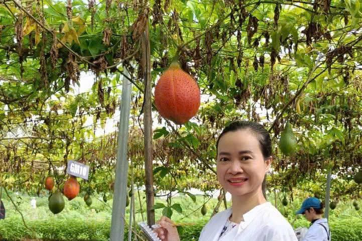 Nguyễn Hoa ghi chép dưới giàn gấc trong vườn dược liệu