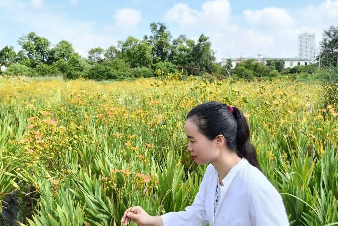 Nguyễn Hoa xem cây trong cánh đồng hoa ở buổi thực tế vườn dược liệu